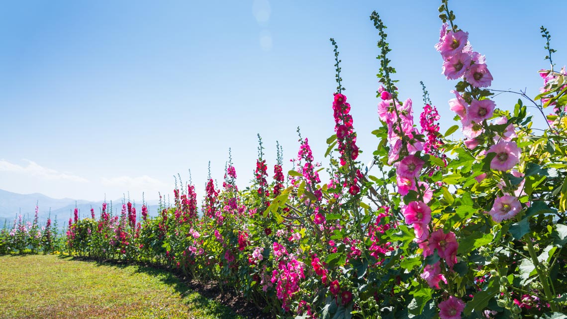Utilizzata come verdura, può regolare le funzioni intestinali grazie alle mucillagini che si gonfiano e premono delicatamente sulle pareti . Altea: significato, dove si trova e come si usa la