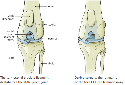 Knee Surgery Information For Dogs Saint Francis Veterinary Center Of South Jersey