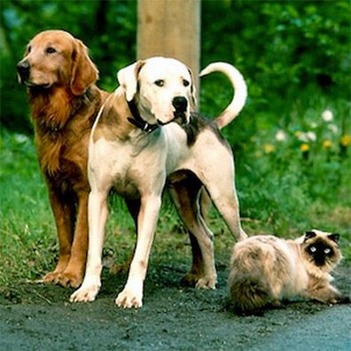 Best Images Of Famous Dogs With Descriptions And Links