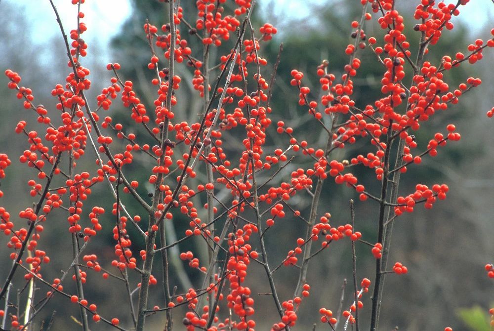 Plant within 50'/15.25m of each other to ensure pollination. Ilex Verticillata Winterberry Long Island Natives