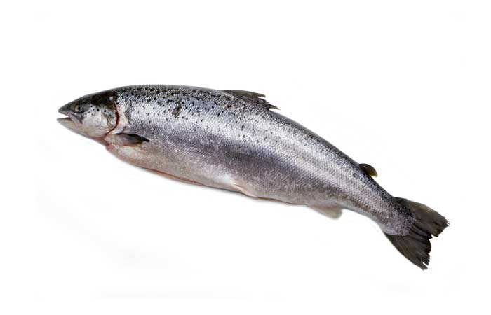 Top 5 Des Poissons Preferes Des Francais