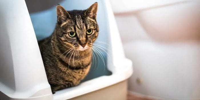 √ Kenali 6 Ciri Ciri Kucing Mau Pup - lyceum.id