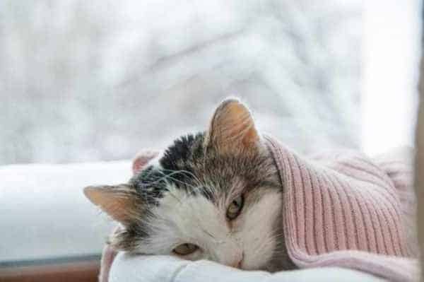 Nafsu makan kucing berkurang · 5. 5 Ciri Ciri Kucing Sakit Perut Dan Cara Mengobatinya Lyceum Id