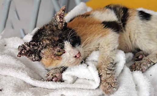 √ Segera Kenali 6 Ciri Ciri Jamur Pada Kucing - lyceum.id