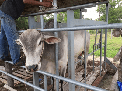 Shamsudin memberi makan lembu yang diternaknya di kampung pak. Pengumpulan Semen Terbaik Daripada Baka Ulung Bagi Permanian Beradas Lembu Majalahsains