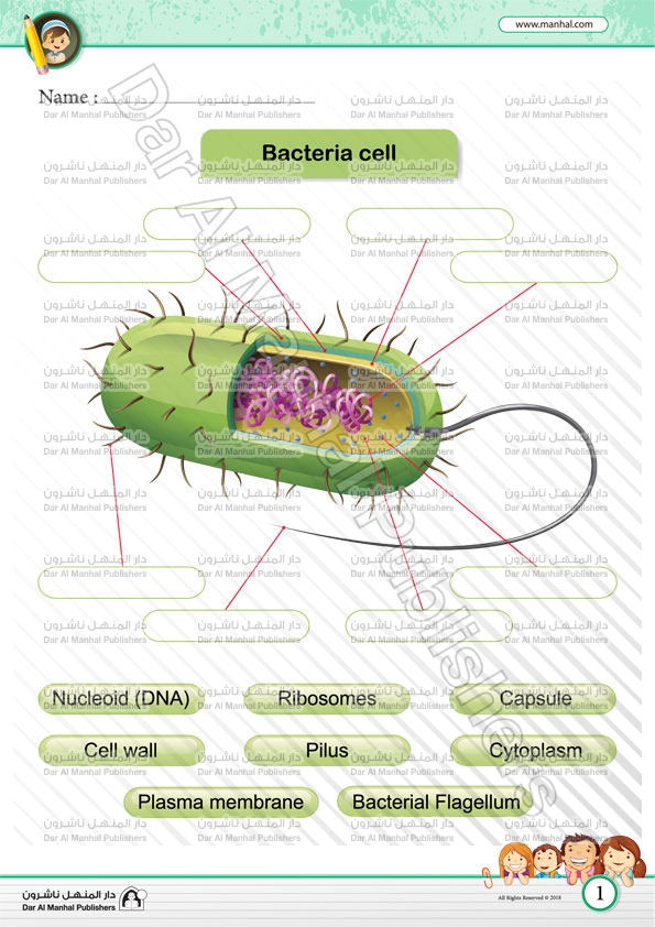 How is the nucleoid in a bacteria cell different from the nucleus in a plant or animal cell? Bacteria Cell Science Worksheets