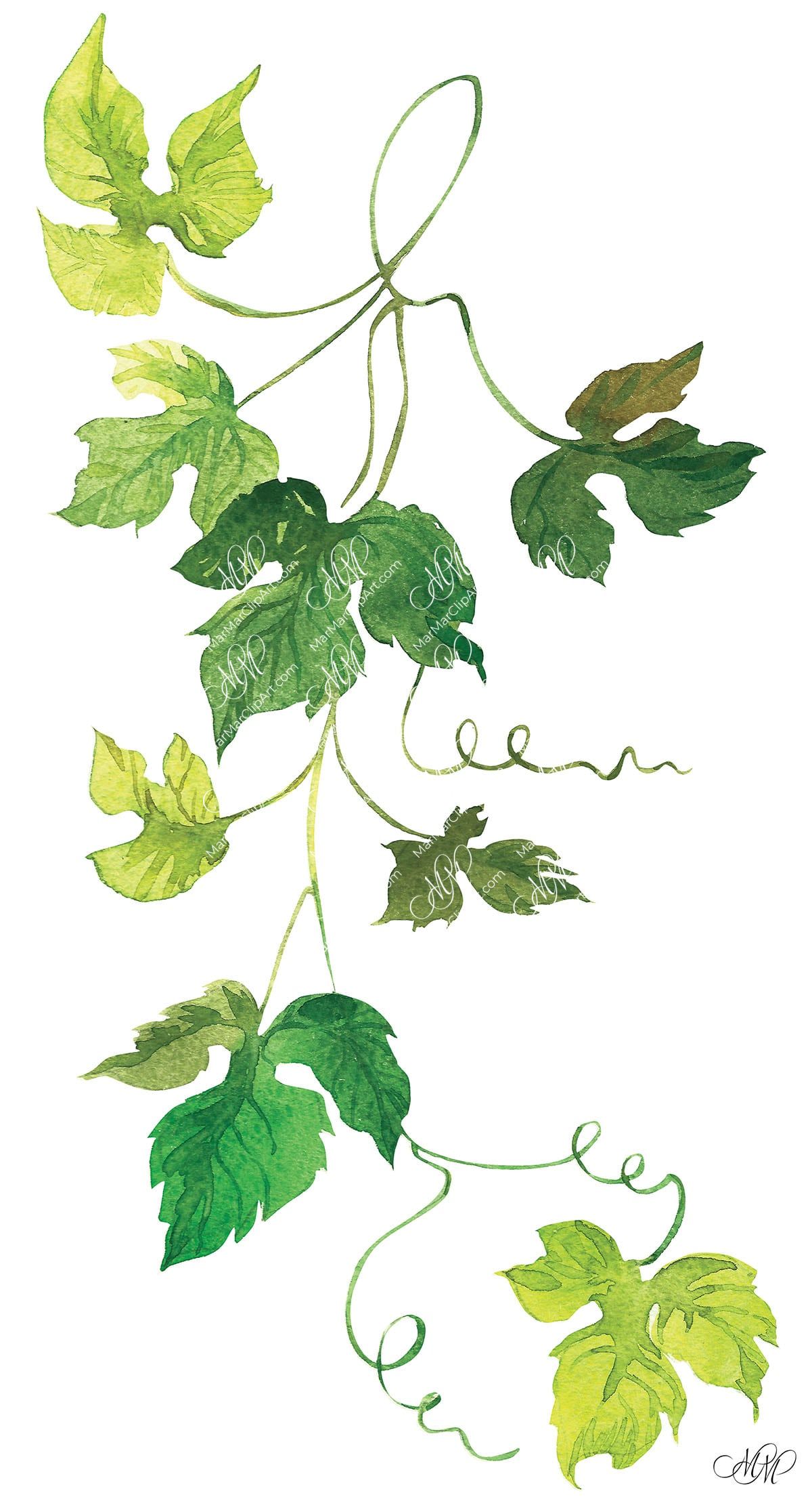 Download watercolor clipart “tropical leaves' (1403369) today! Grape Leaves Watercolor Clipart Marmarclipart