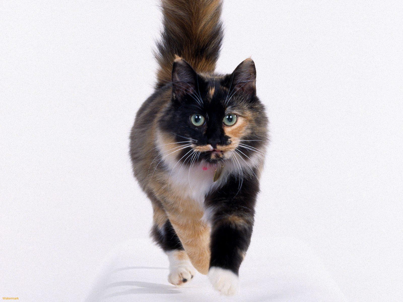 Cat Breeds Starting With A History And Characteristics