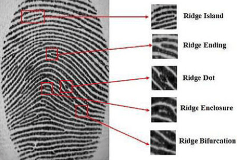 Well, the rate of volar pad reabsorption and the specific timing of the creases in the epidermis appearing . You Inherit Part Of Your Fingerprint From Your Parents Office For Science And Society Mcgill University