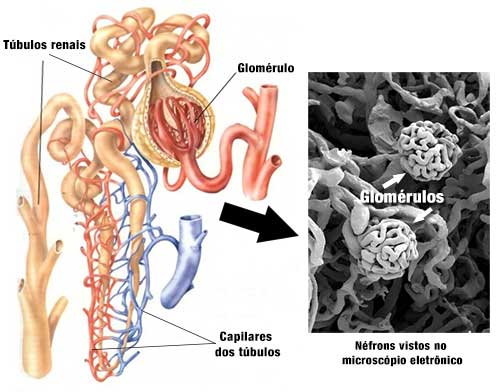 glomérulo