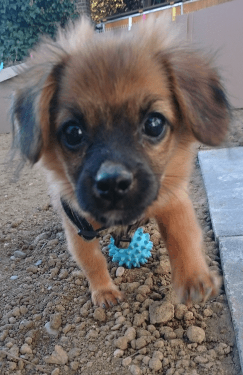 Eine gute faustregel ist ein verhältnis von fünf minuten bewegung pro monat im alter (bis zu zweimal täglich), bis der welpe ausgewachsen ist, . Koula (Dackel, Parson Russell Terrier, Pekinese