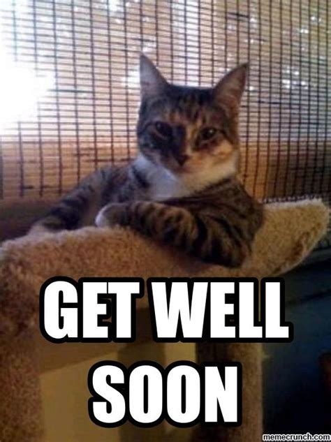 Cats have been each others companions for centuries of documented history. Get Well Cat Memes