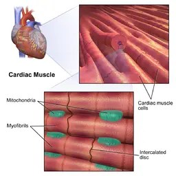 50 and 200 (or more) branches of specialised nerve cells called motor neurones. Cardiomyocytes Cardiac Muscle Cells Structure Function Histology