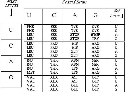 The genetic code is redundant (more than one codon may specify a particular amino acid) but not ambiguous; A Circular Code Table?