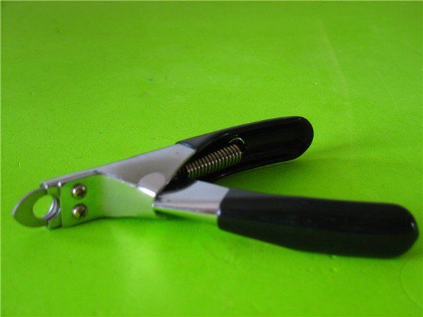 Retira la pata del agua y con . Cortar las uÃ±as a mi perro - Mi perro.info