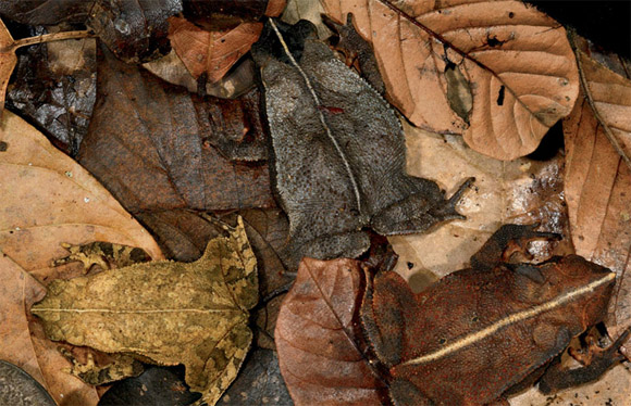 An eye disease is any condition that affects the eye. Camouflaged Toads Optical Illusion