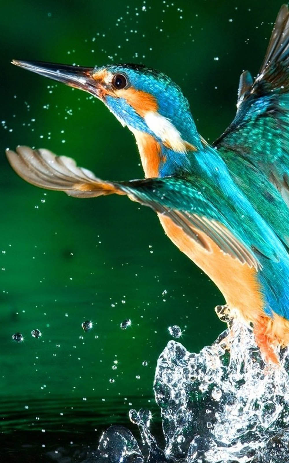 All unsplash images are free to download, meticulously curated . Kingfisher Bird 4k Ultra Hd Mobile Wallpaper