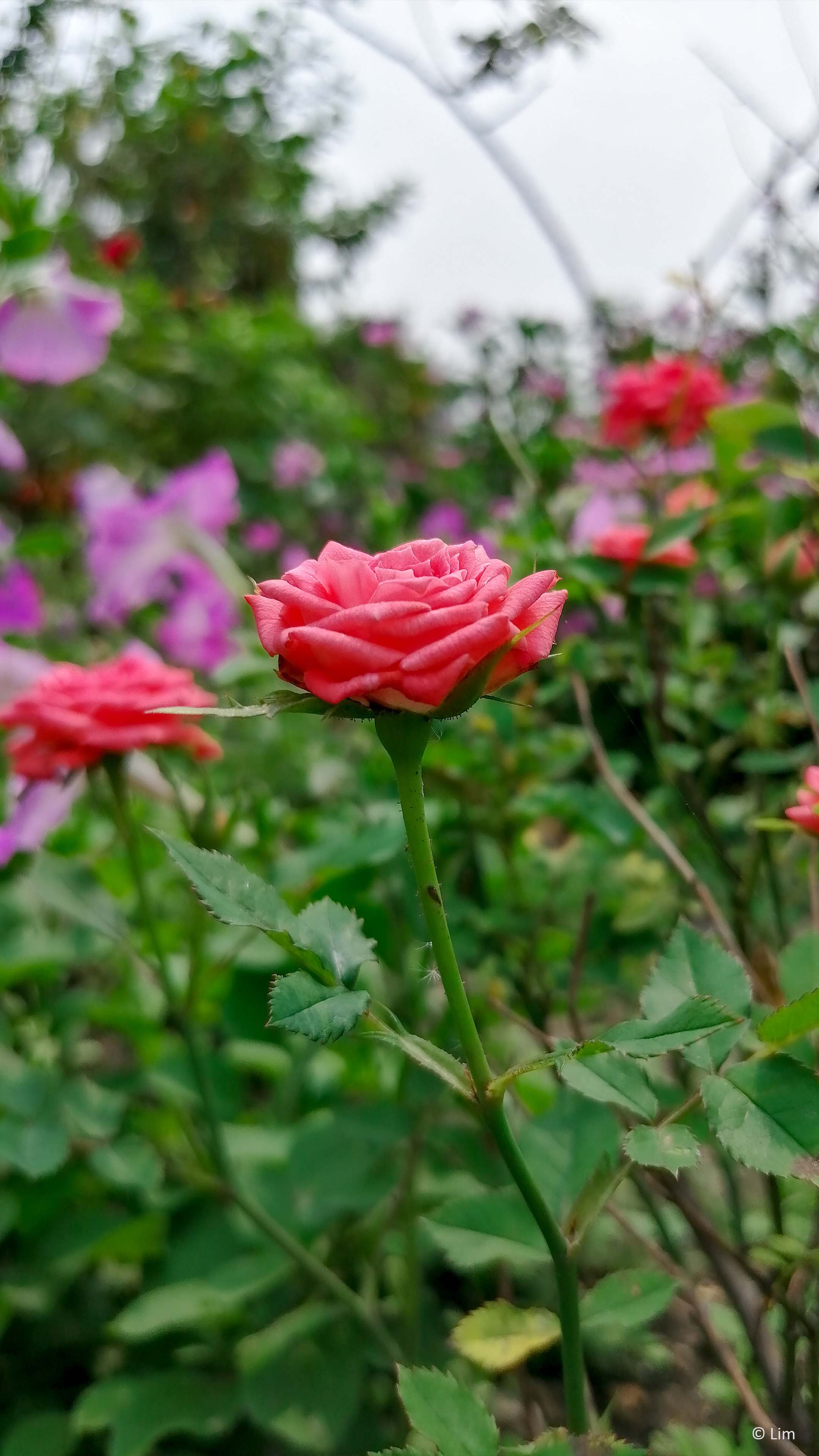 Remove 4k ultra hd filter. Rose Flower Garden 4k Ultra Hd Mobile Wallpaper