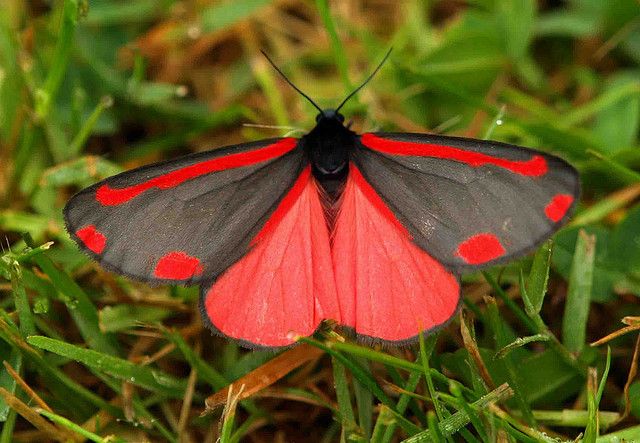 This won't kill existing moth eggs or larvae, . Cinnabar Moth: Identification, Life Cycle, Facts & Pictures
