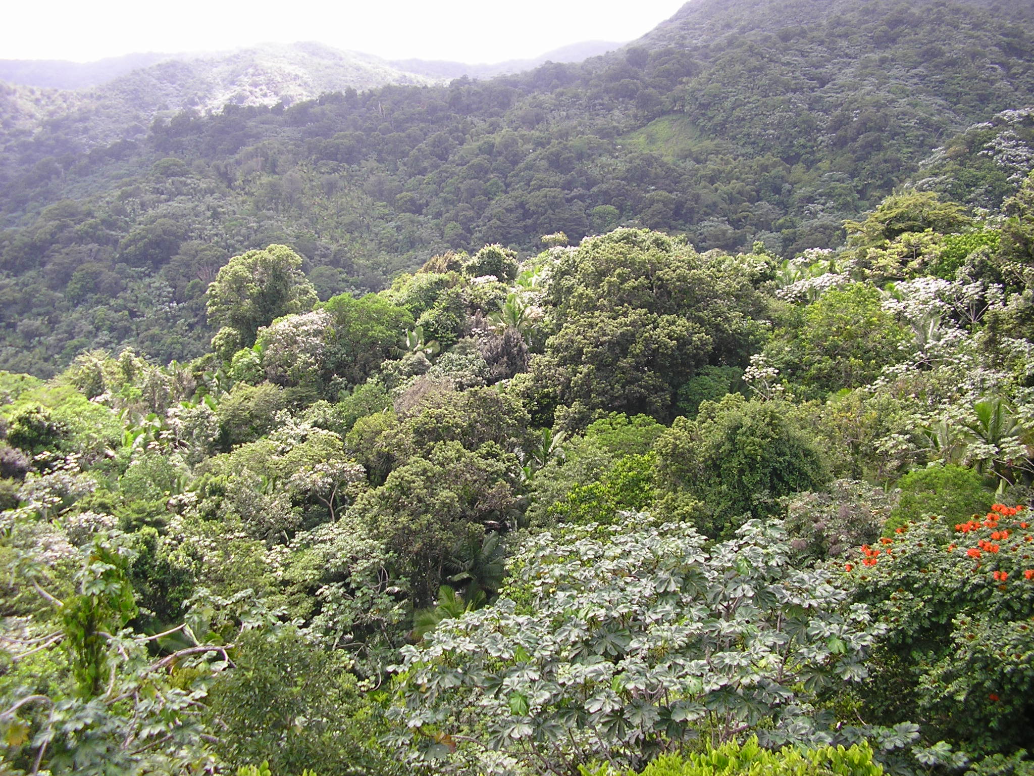 Triple Canopy Jungle Triple Canopy Jungle