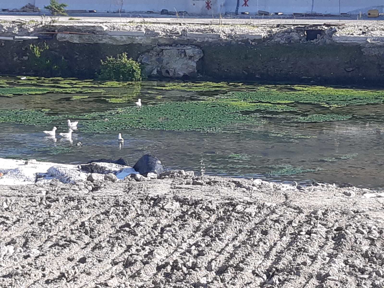 Fermi Da Anni I Lavori Alla Banchina Del Modo Beverello E L'area Diventa Uno Stagno Per Gabbiani (Video) - Napoli Village - Quotidiano Di Informazioni Online 1200_x_1599_jpg