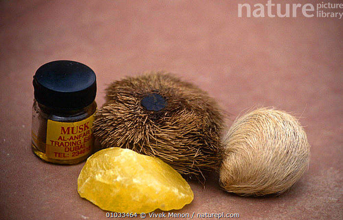 The original deer musk has been used and prized for thousands of years as one of the . Nature Picture Library Musk Deer Products Moschus Sp From Left To Right Back Perfume Real Musk Pod Fake Pod Front Articifial Musk India Vivek Menon