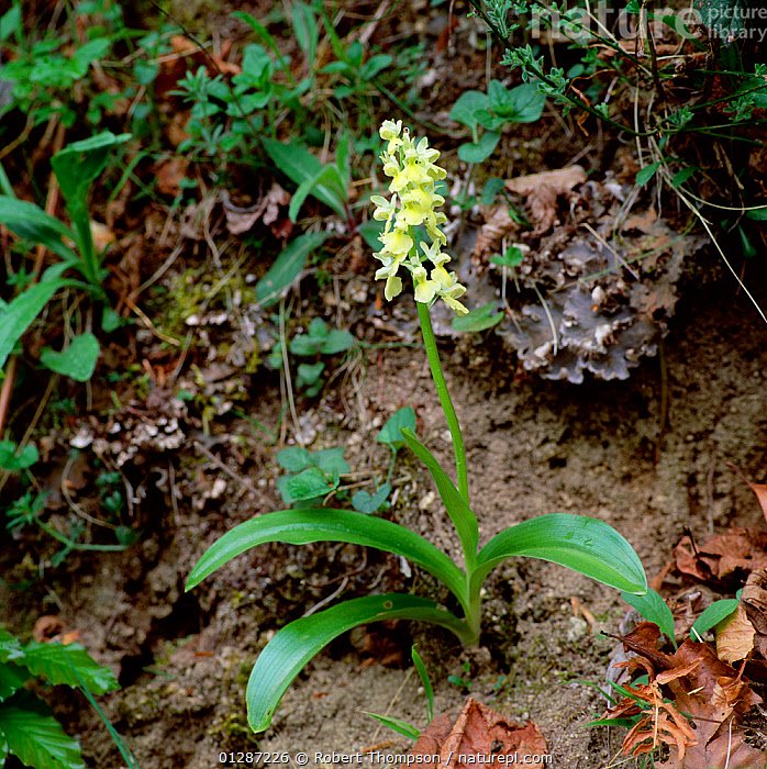 I found three stands of these orchids in early june, and made my second return visit to see if they were blooming. Nature Picture Library Pale Flowered Orchid Orchis Pallens Flowering In Roadside Verge Pyrenees France May Robert Thompson
