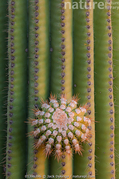 Small saguaro cactus up to three feet tall can be moved relatively easily. Nature Picture Library Saguaro Cactus Carnegiea Gigantea Small Limb On Large Plant Arizona Usa Jack Dykinga