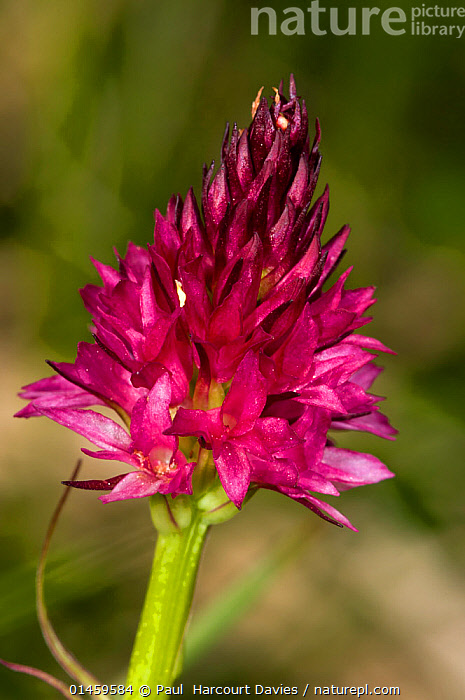 Walmart walmart walmart walmart walmart amazon walmart walmart walmart walmart amazon walmart walmart walmart walmart amazon amazon walmart walmart walmart wa. Nature Picture Library Red Vanilla Orchid Nigritella Rubra Ssp Rubra In Alpine Grasslands Madonna Di Campiglio Trento Italy July Paul Harcourt Davies