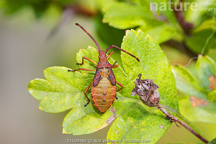 Leaf Footed Bug Uk