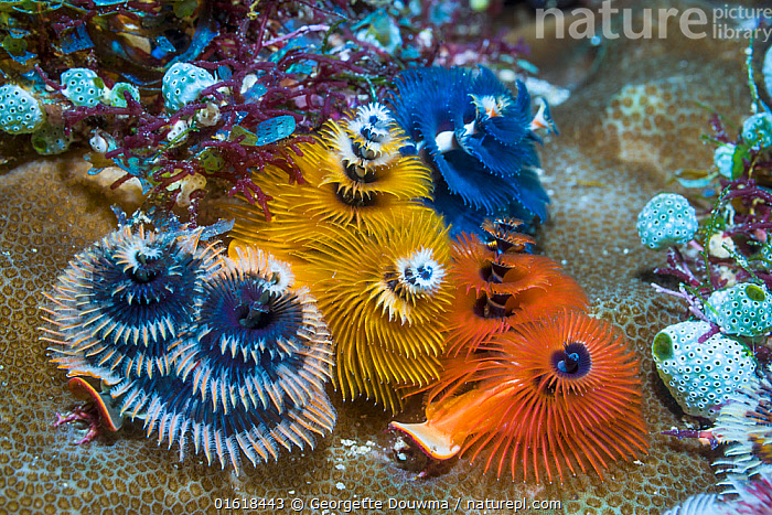 You don't have to drive far to get a christmas tree, but you can if you want to. Nature Picture Library Christmas Tree Worm Spirobranchus Sp West Papua Indonesia Indo West Pacific Georgette Douwma