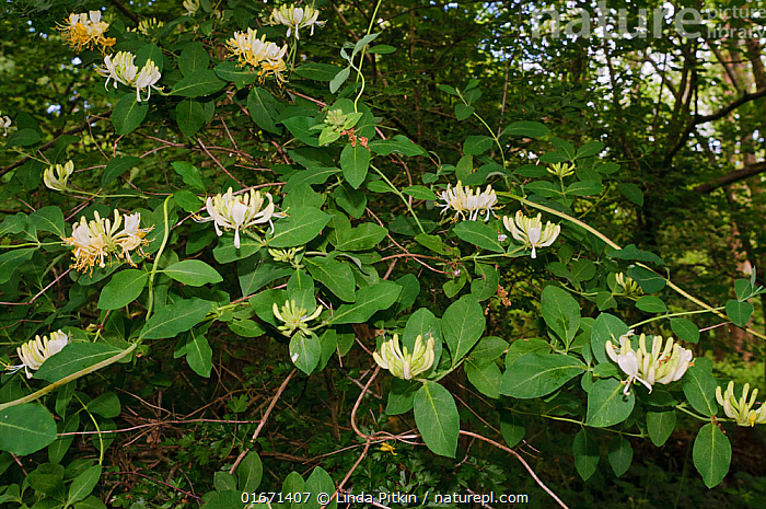 Planting daffodils is a rite of spring for many, and why shouldn't it be? Nature Picture Library Honeysuckle Lonicera Periclymenum In Woodland Frylands Wood Surrey England Uk May Linda Pitkin