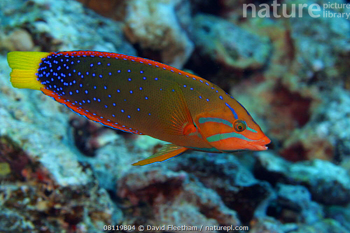 The 2016 clown sightings were reports of people disguised as evil clowns in incongruous settings, such as near forests and schools. Nature Picture Library Yellowtail Coris Clown Wrasse Coris Gaimard Hawaii David Fleetham