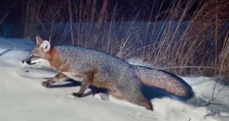 The culture is competitive for now reason and consumers are treated the worst. Gray Fox (from NC WINS) | NCpedia
