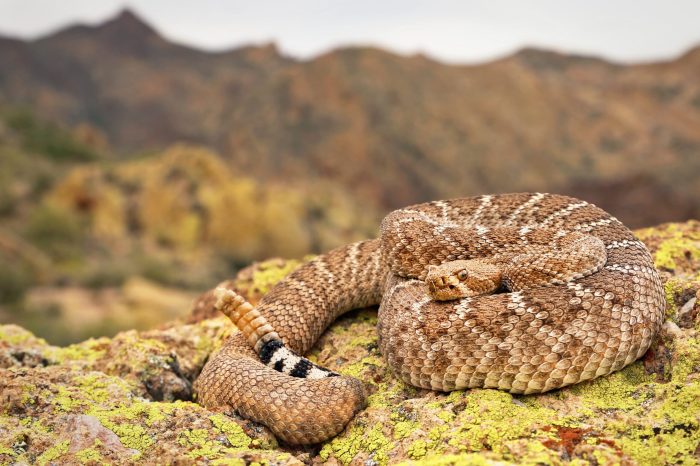Diamondback snake locations