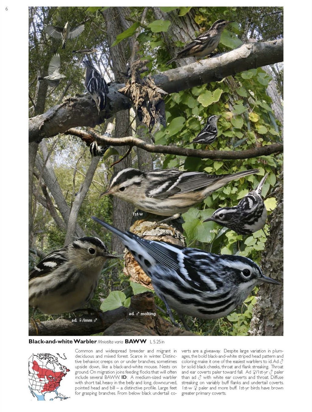 Review The Crossley ID Guide by Drew Weber | Nemesis Bird
