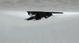 I ordered kohl's sonoma goods for life regular antigravity chair online for $79.99. Cute little pussycats and animated kittens doing funny things