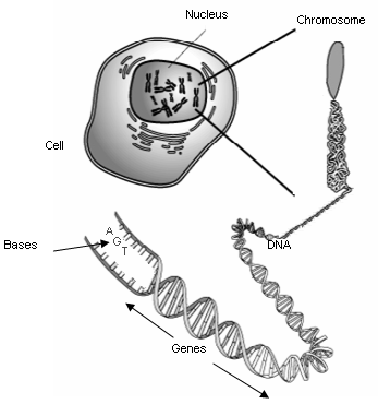 Sometimes a changed gene is inherited, which means it is passed on from parent. Genetics Overview For Providers Newbornscreening Info
