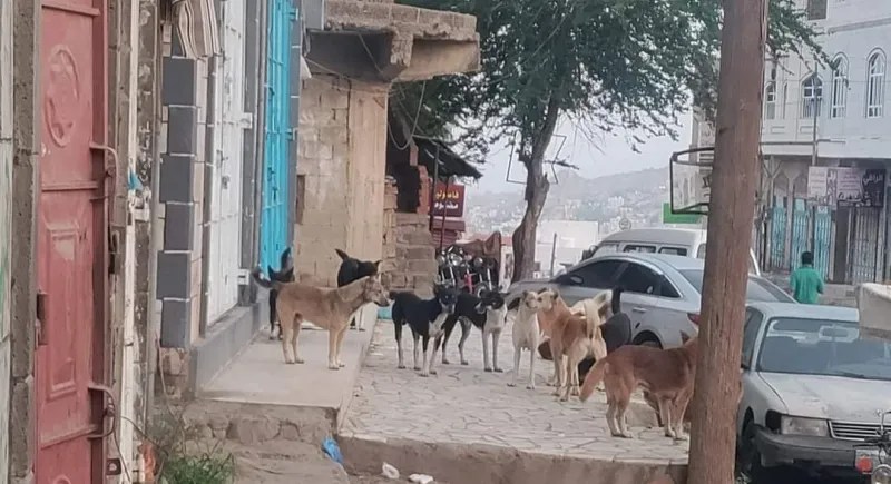 داء الكلب يثير الذعر في تعز.. مئات الإصابات تكشف عجز السلطات