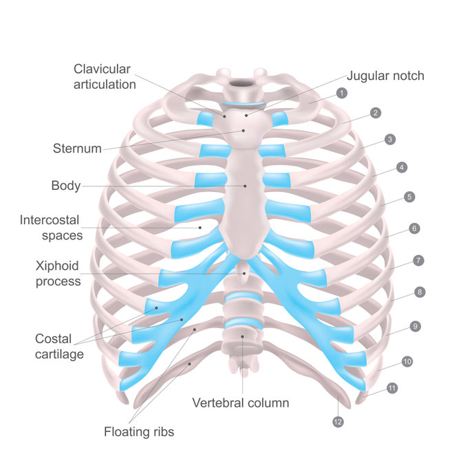 Floating ribs are the lower ribs that lack attachment to the breast bone. Addressing Rib Injury In Combat Sports