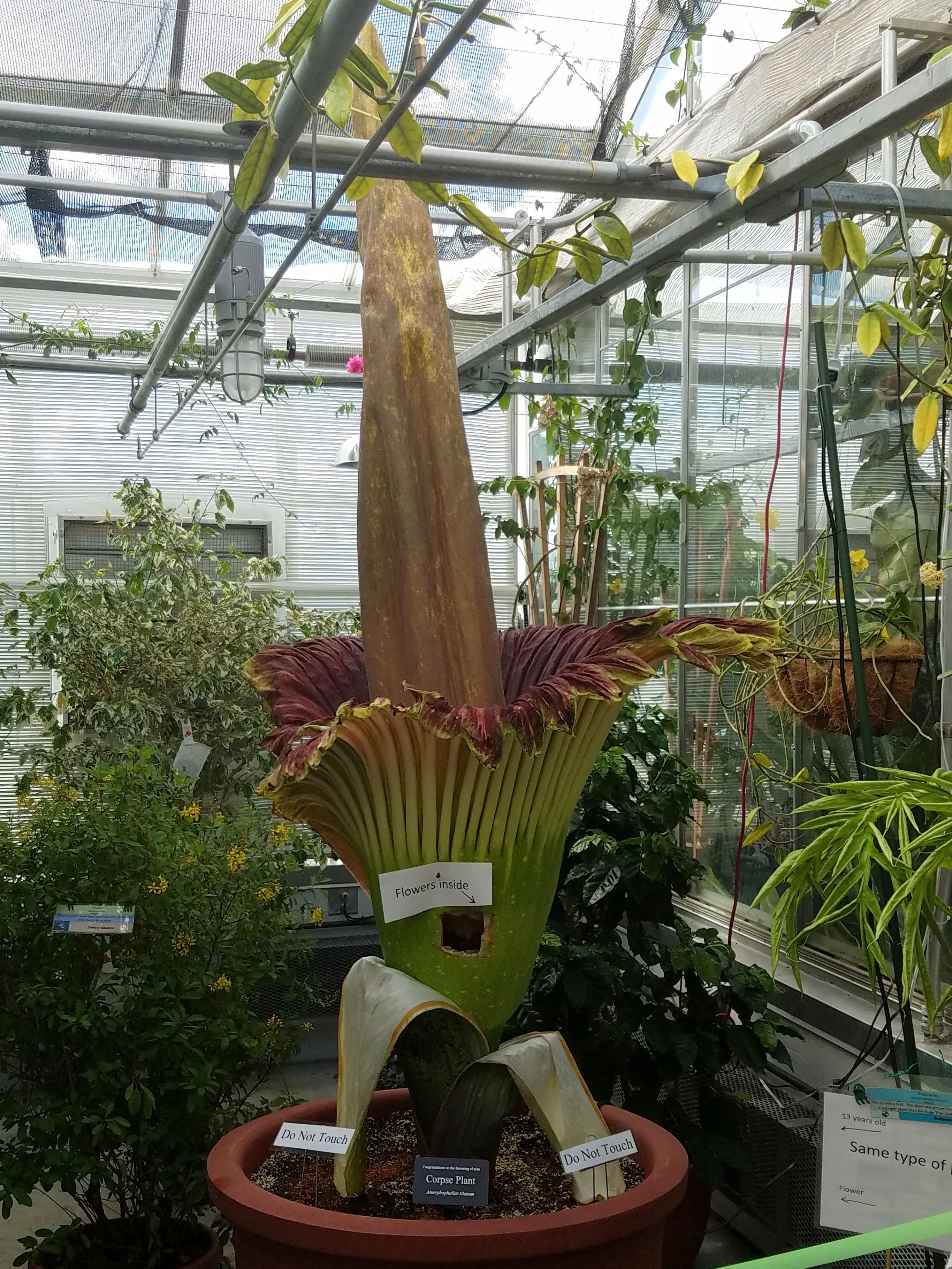 The corpse flower (amorphophallus titanum) also known as titan arum smells of rotting flesh and death when it blooms approximately every . Morphy The Corpse Flower For State Plant New Hampshire Magazine