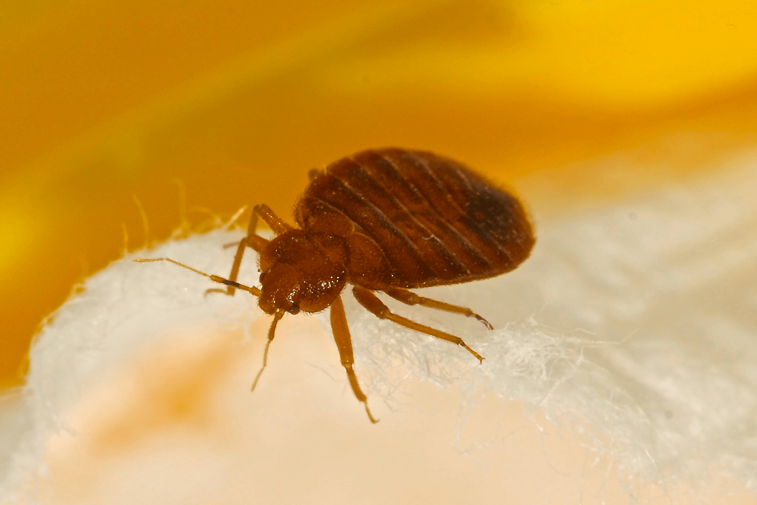 Luckily, there are no other cities within colorado that . Does Colorado Have A Lot Of Bed Bugs Noco Pest Wildlife Control