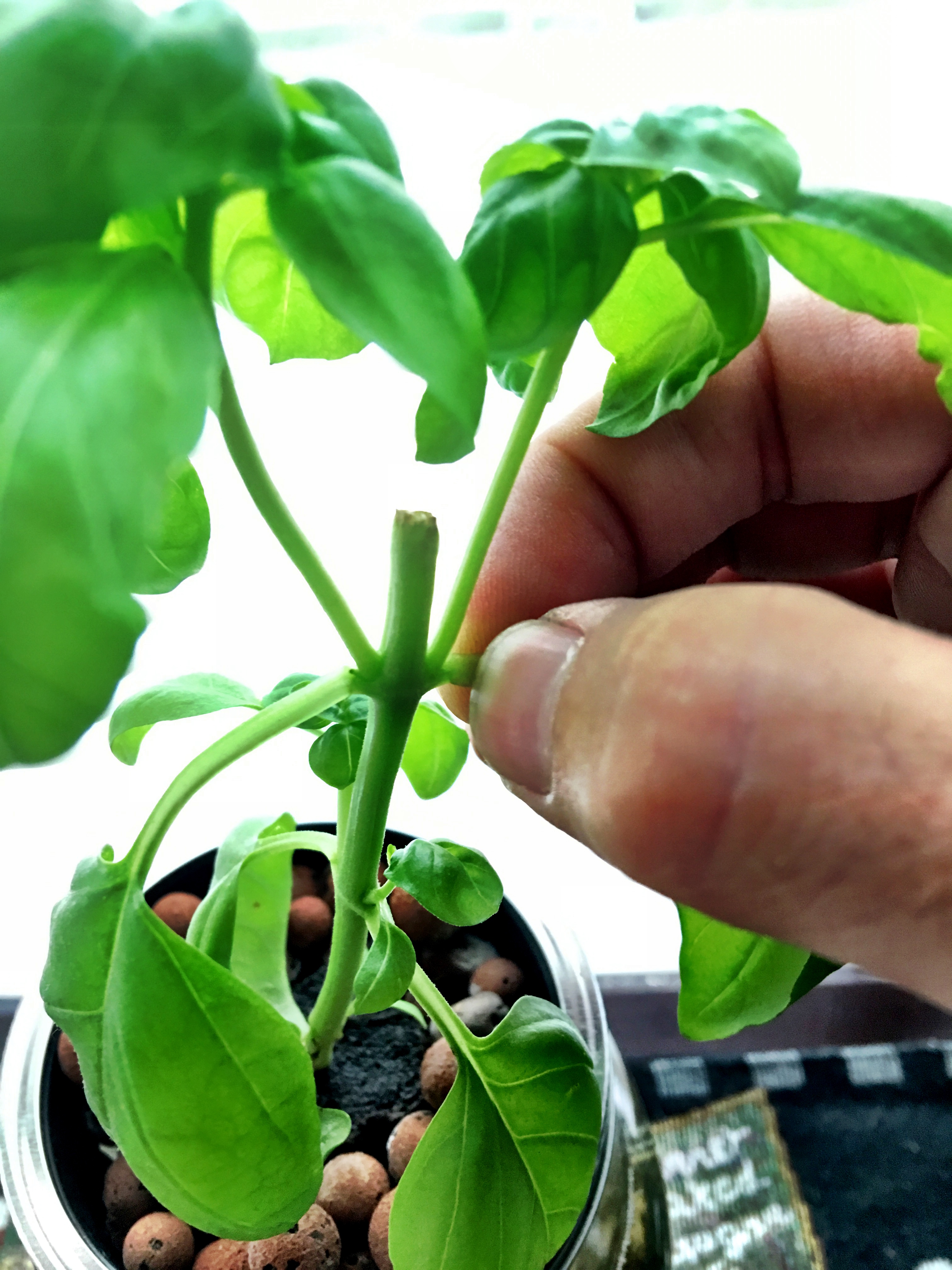 How To Harvest Basil To Increase Yields NoSoilSolutions