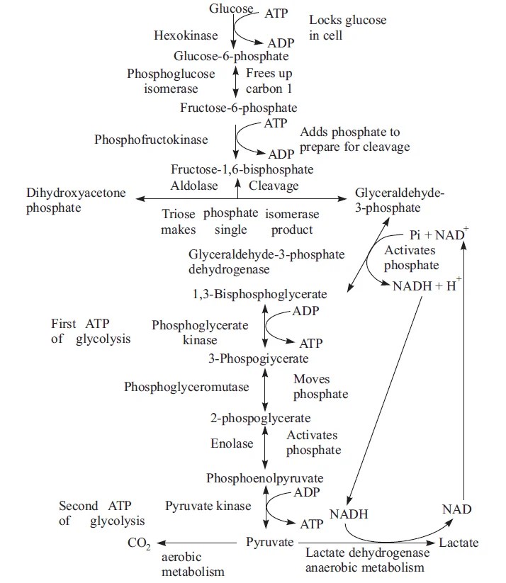 Biosynthesis of purines and pyrimidines. Biochemistry Notes For Class 12 Topic Carbohydrate Metabolism Glycolysis Embden Meyerhof Pathway Complete Notes For Class 12
