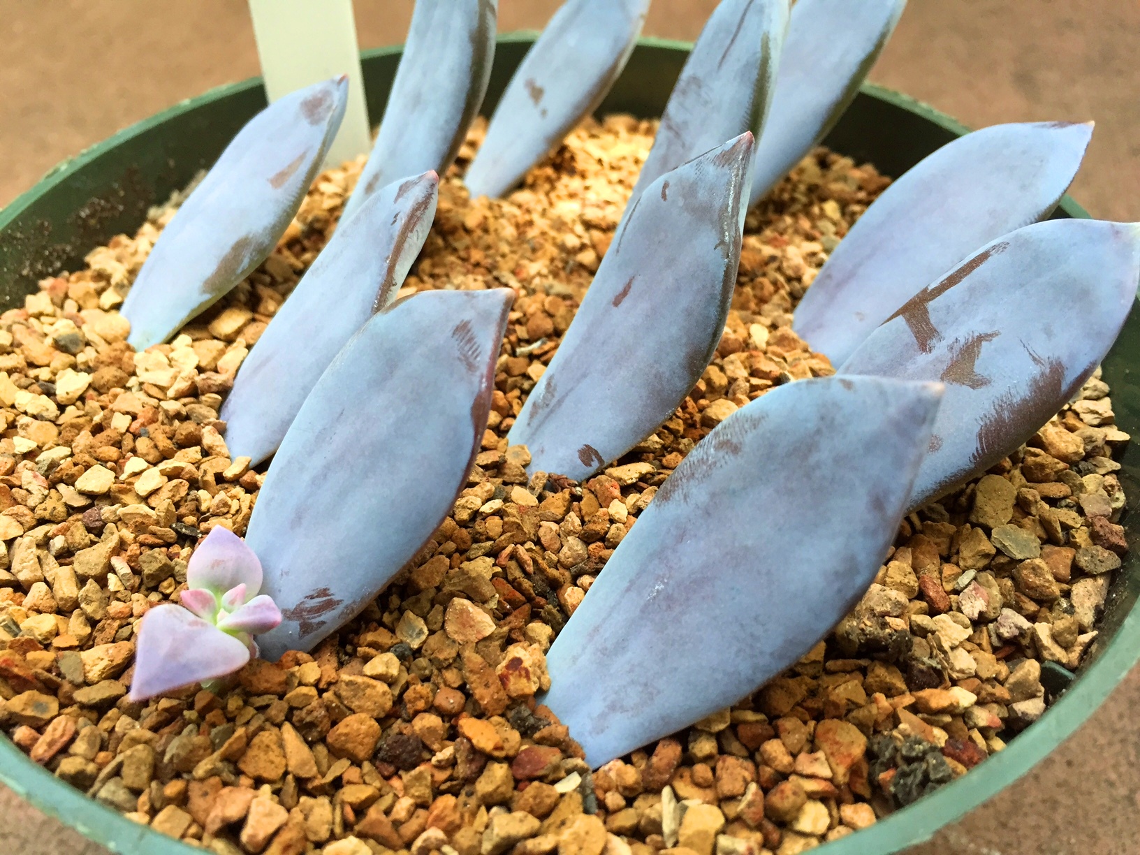 I hold the leaf firmly and wiggle it from side to side until i feel a little snap. Leaf Propagation A Succulent Shared New York Botanical Garden