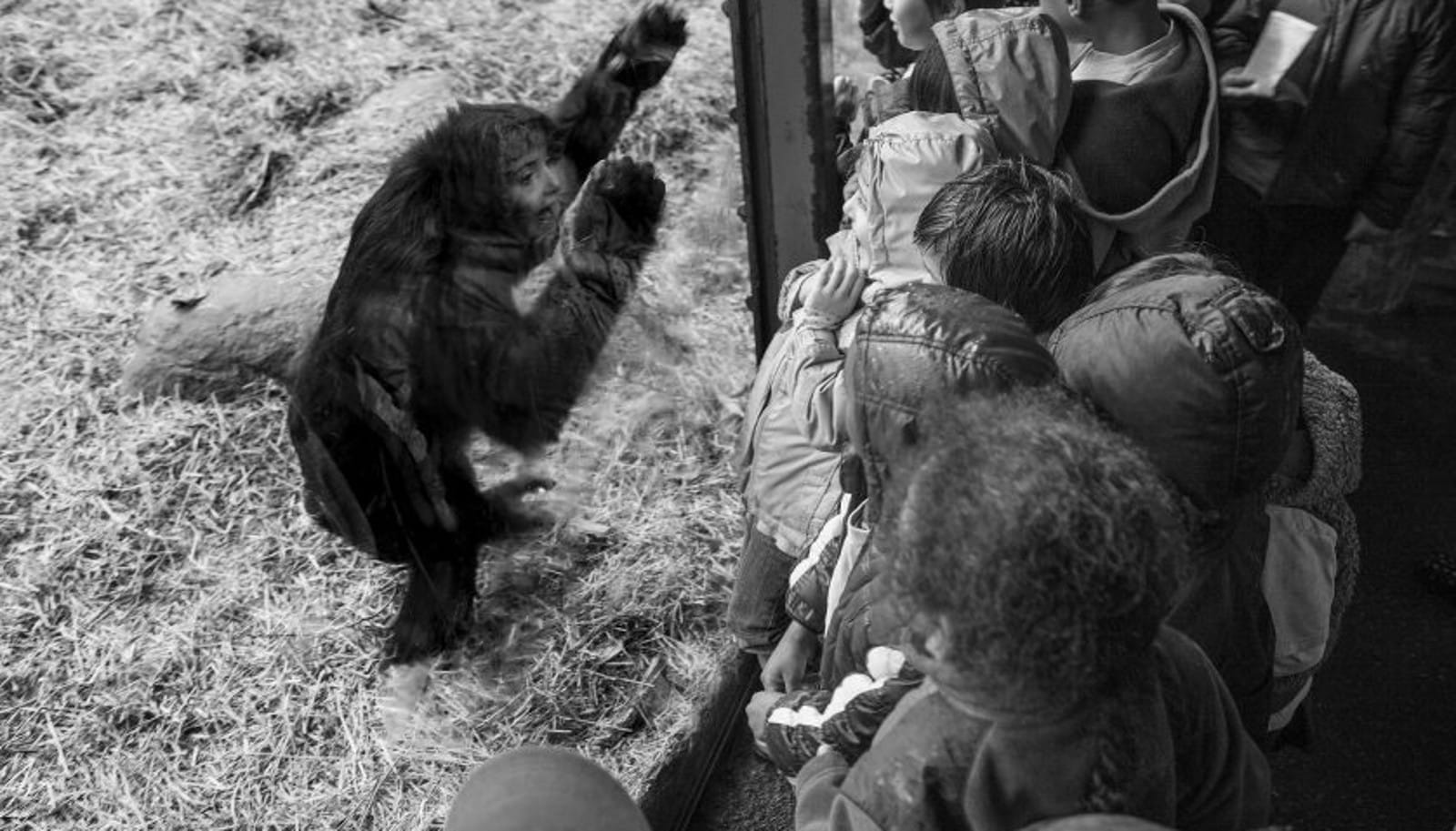 Heartbreaking Images of Animals in Unnatural Zoo Environments Show They