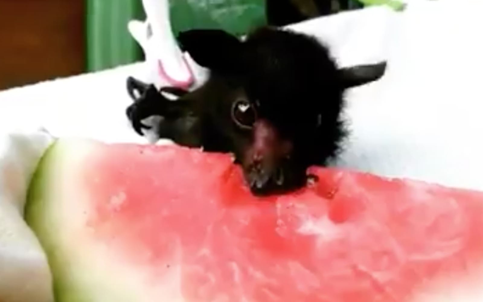 We Literally Can’t Stop Watching This Video of a Rescued Baby Bat
