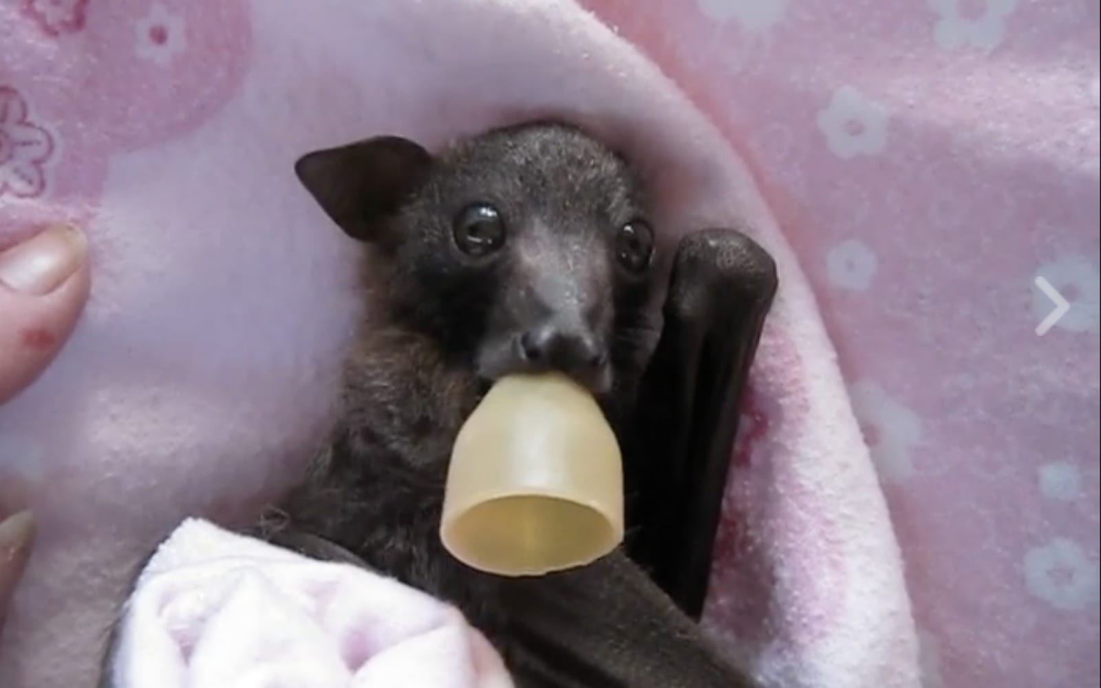 Sweet Video of Nursing Baby Bat Will Change How You See These Amazing