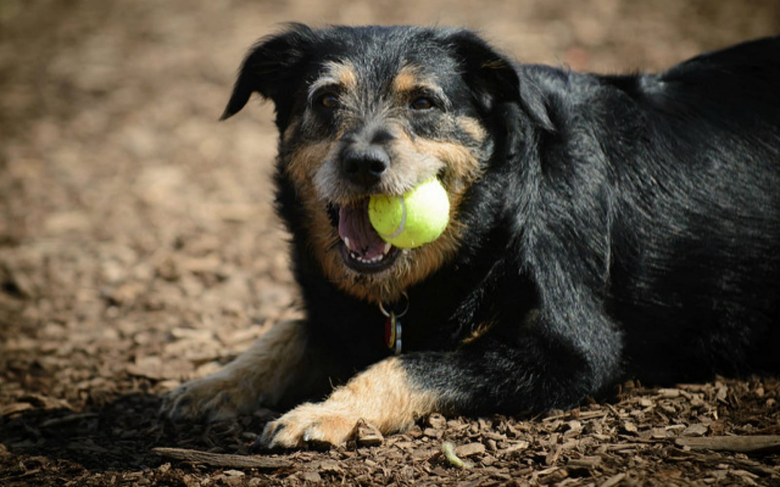 Why Tennis Balls Might be Harmful for Your Dog and What to Play With