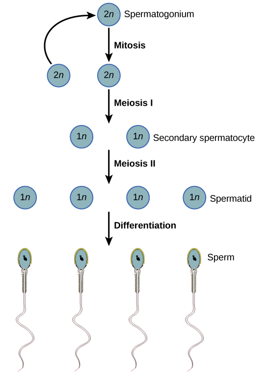Sep 30, 2021 · simple cuboidal epithelium is found in organs with these functions, such as the ducts of the salivary glands, liver, pancreas and other exocrine glands. Gametogenesis in Human-Spermatogenesis and Oogenesis